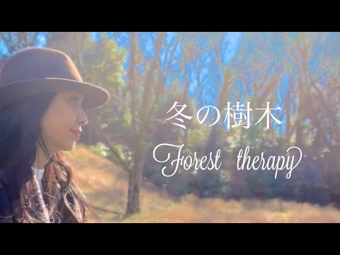 冬シナノキ「ランチョ」 植物