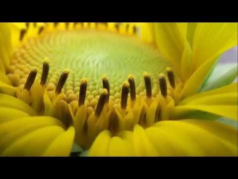 Andaluzia video