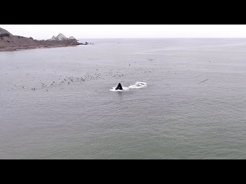Humpback Whales find a Giant Bait Ball