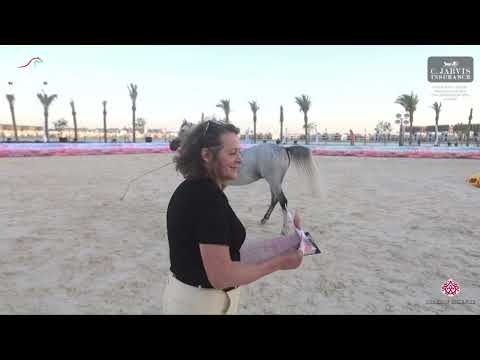 N 144 KARAWAN EL GABRY OX   The North Coast AHC   EAHGC   Stallions 4 6 Years Old Class 9