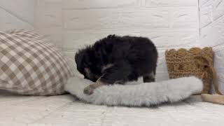 ハーフ犬の動画01