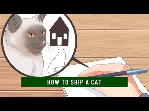 How to ship a cat Updated 2021 || How to ship a cat across country || How to ship a cat by air