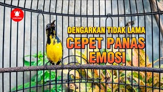 Download lagu TROTOL GACOR || PANCINGAN SOGON CEPET PANAS EMOSI mp3