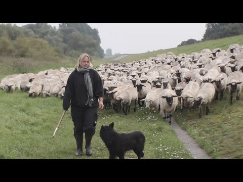 Inselflimmern - Porträt einer Deichschäferin