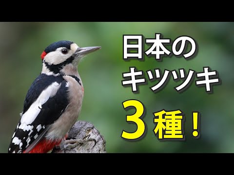 IUCN分類における絶滅の危険性を示す図。