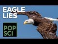 The Truth About Bald Eagles