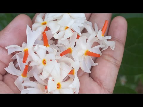 Harsingar/ Paarijat  #harsingar #parijat #flowers #flowergarden #homegarden #shortsfeed #shortvideo