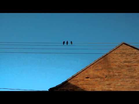 birds on a wire android ???????