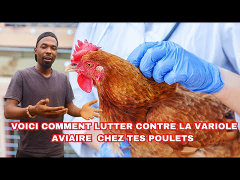 , title : 'Comment  Lutter Contre La Variole Aviaire dans ton ELEVAGE DE POULET'