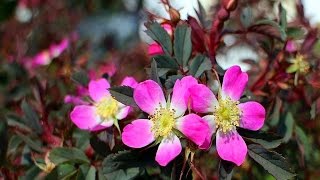 Amazing and Most Beautiful Wild Rose Flowers | Dog Rose Flowers