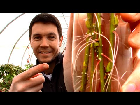 WATER vs. SOIL Plant Propagation | How to Grow a Weeping Willow Tree From Stem Cuttings