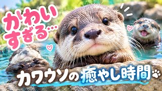 かわいすぎる💕カワウソの癒やし時間