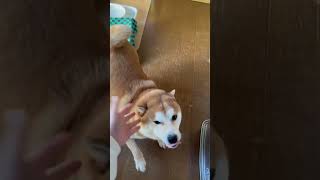 喜び大爆発！！１０日ぶりに父P&太郎が戻る【京の柴犬】てんチャンネル