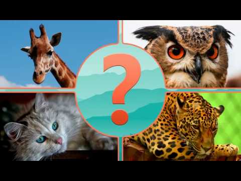 Guess the Animal Video