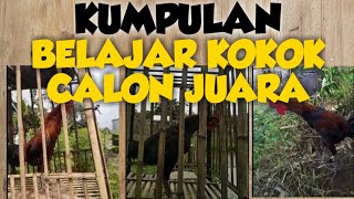 Download lagu KUMPULAN VIDEO AYAM PELUNG BELAJAR KOKOK CALON JUARA mp3 Download lagu KUMPULAN VIDEO AYAM PELUNG BELAJAR KOKOK CALON JUARA mp3