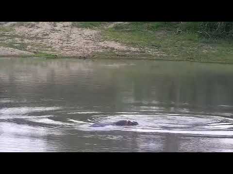 Djuma: Two Hippos - 18:42 - 12/20/21