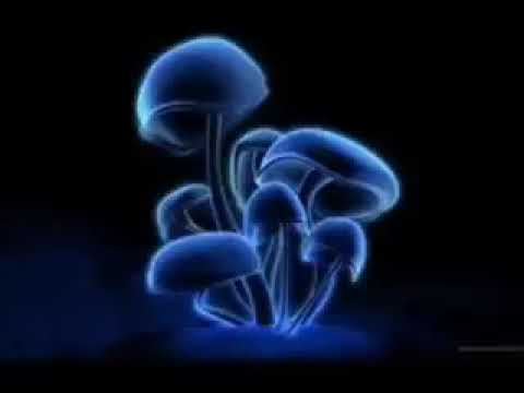 Maissouille   Eruption Sonore Co2 Setz 240p