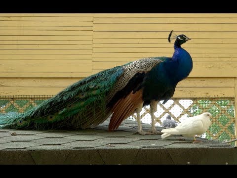 Peacock.(Павлин)