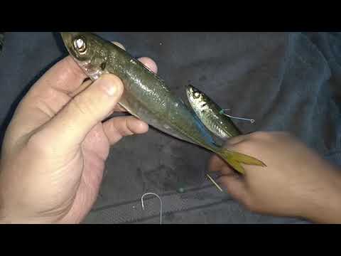 Ultimate live bait rigging method for Jewfish Mulloway Kingfish Cobia