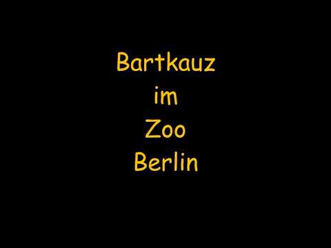 Bartkauz im Zoo Berlin