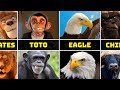 Animals United Characters In Real Life