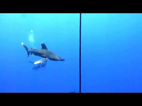Oceanic White Tip Shark at  Daedalus, Red Sea
