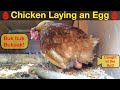 Chicken laying an egg