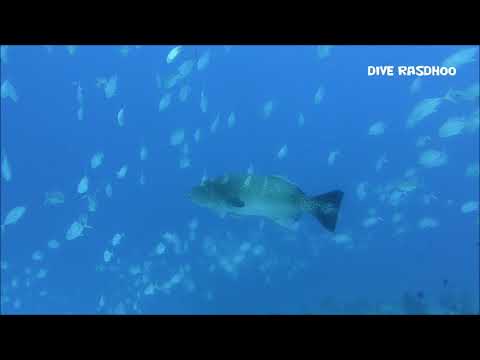 Dive Rasdhoo Madivaru Corner