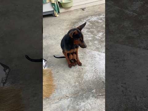 My dog always has very strange movements #music #dog #funny