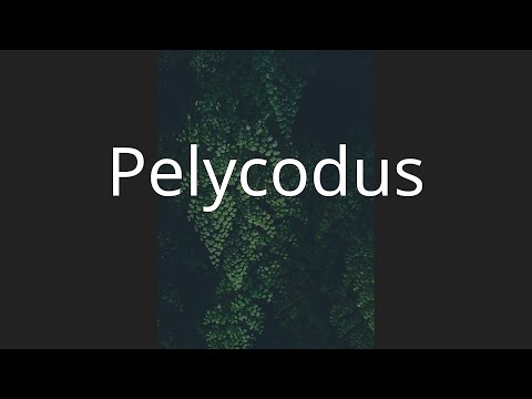 Pelycodus