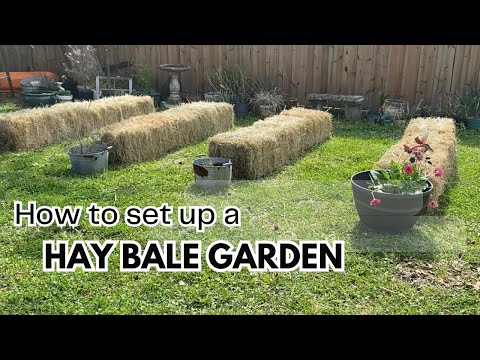 How to set up a Hay Bale Vegetable Garden || Vegetable Garden