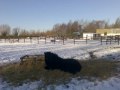 SHETLAND PONY FARM CHRISTMAS DAY MIRACLE