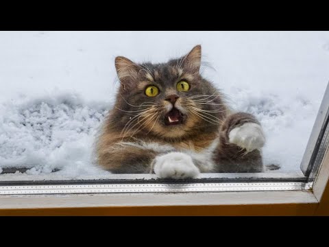 Lustige Tiere, die auf verrücktes Wetter reagieren