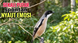 Download lagu toet toet Suara cendet gacor Pagi Hari pancingan jitu BIKIN cendet diam langsung nyaut ikutan bunyi mp3 Download lagu toet toet Suara cendet gacor Pagi Hari pancingan jitu BIKIN cendet diam langsung nyaut ikutan bunyi mp3