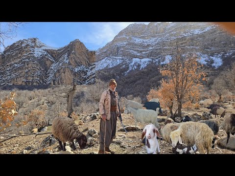 🐐Nomadic life: Jahangir and adventure in the snow-capped mountains to graze sheep