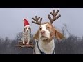 Dogs Ruin Christmas:  Cute Dog Maymo & Puppy Penny