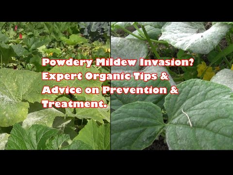 , title : 'Powdery Mildew Invasion? Expert Organic Tips & Advice on Prevention and Treatment'