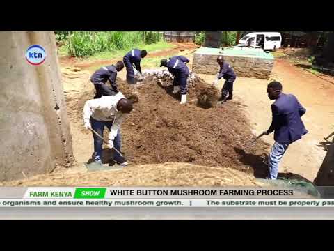 How White Button Mushrooms Are Grown – Step by Step! || Farm Kenya