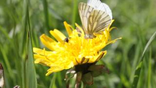 preview picture of video 'The butterfly, the fly and the dandelion'