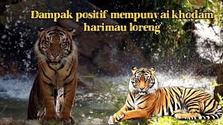 Download lagu DAMPAK POSITIF ORANG MEMPUNYAI KHODAM HARIMAU BELANG(MAUNG LORENG) mp3 Download lagu DAMPAK POSITIF ORANG MEMPUNYAI KHODAM HARIMAU BELANG(MAUNG LORENG) mp3