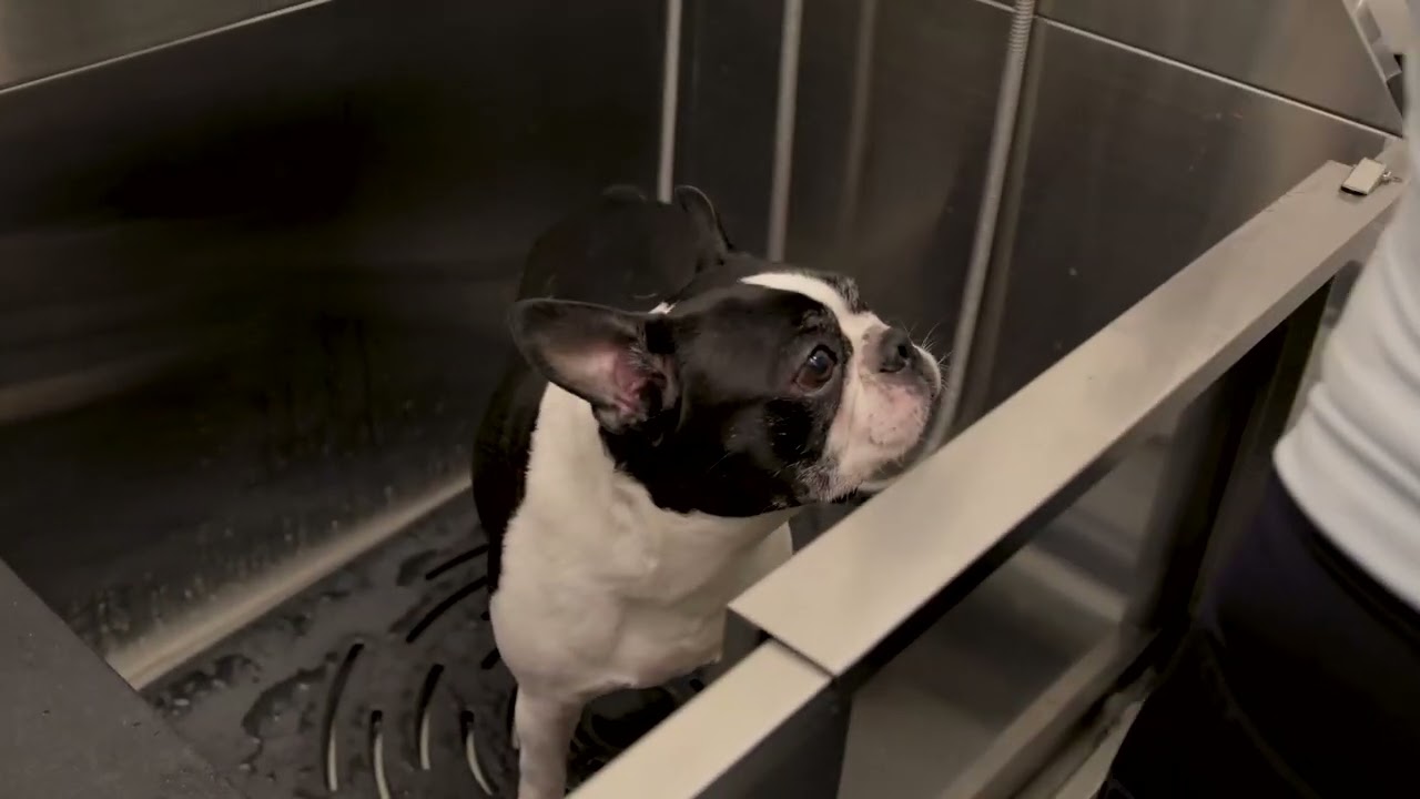 Amenity - Dog Care