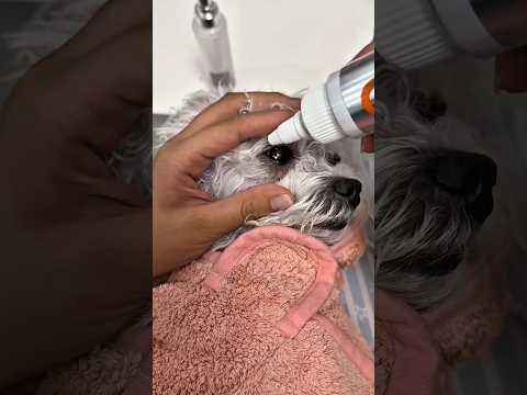 Mamãe Colocou Remédio nos Meus Olhinhos! 🐶💧
