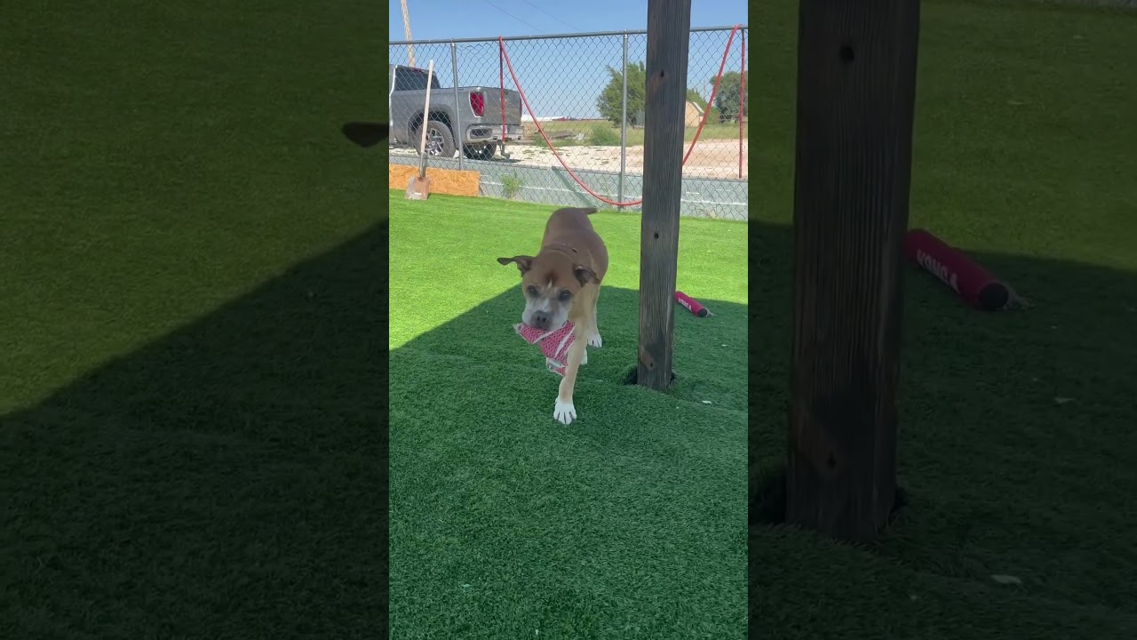 Enlarge Angel, a Adoptable mixed breed in Evergreen, CO video 3/6