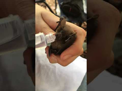 A very thirsty Aztec fruit-eating bat (Dermanura azteca)