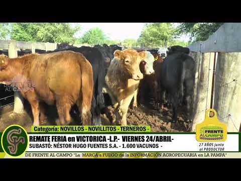 DE FRENTE AL CAMPO junto al SECTOR PRODUCTIVO - REMATE NHF S.A. -24/ABRIL -VICTORICA - PARTE 2 -