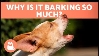 My DOG BARKS at EVERYTHING 🐶🔊 (6 Causes of Excessive Barking)