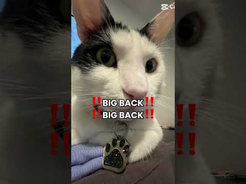 Fred #cat #cute #fred #frede #bakingcooking #catlover #fredd #funny