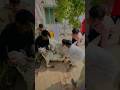 Ali Ny Bakry Ko Qurban Hony Se Bacha Leya Viral Trending Support Summerofshorts Sad