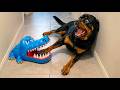 SCARED ANIMALS Part 8 Pure Comedy