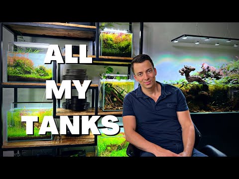 Relaxing Aquarium Room Tour - my entire planted tank collection